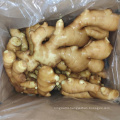 High Quality Best Price Shandong Fresh Spicy Young Yellow Ginger
